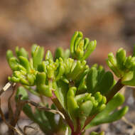 Image of Roepera prismatotheca (F. Müll.) Beier & Thulin