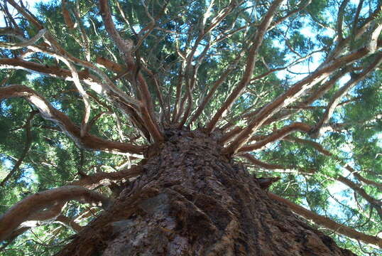 Image of giant sequoia