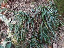 Image of Haplopteris anguste-elongata (Hayata) E. H. Crane