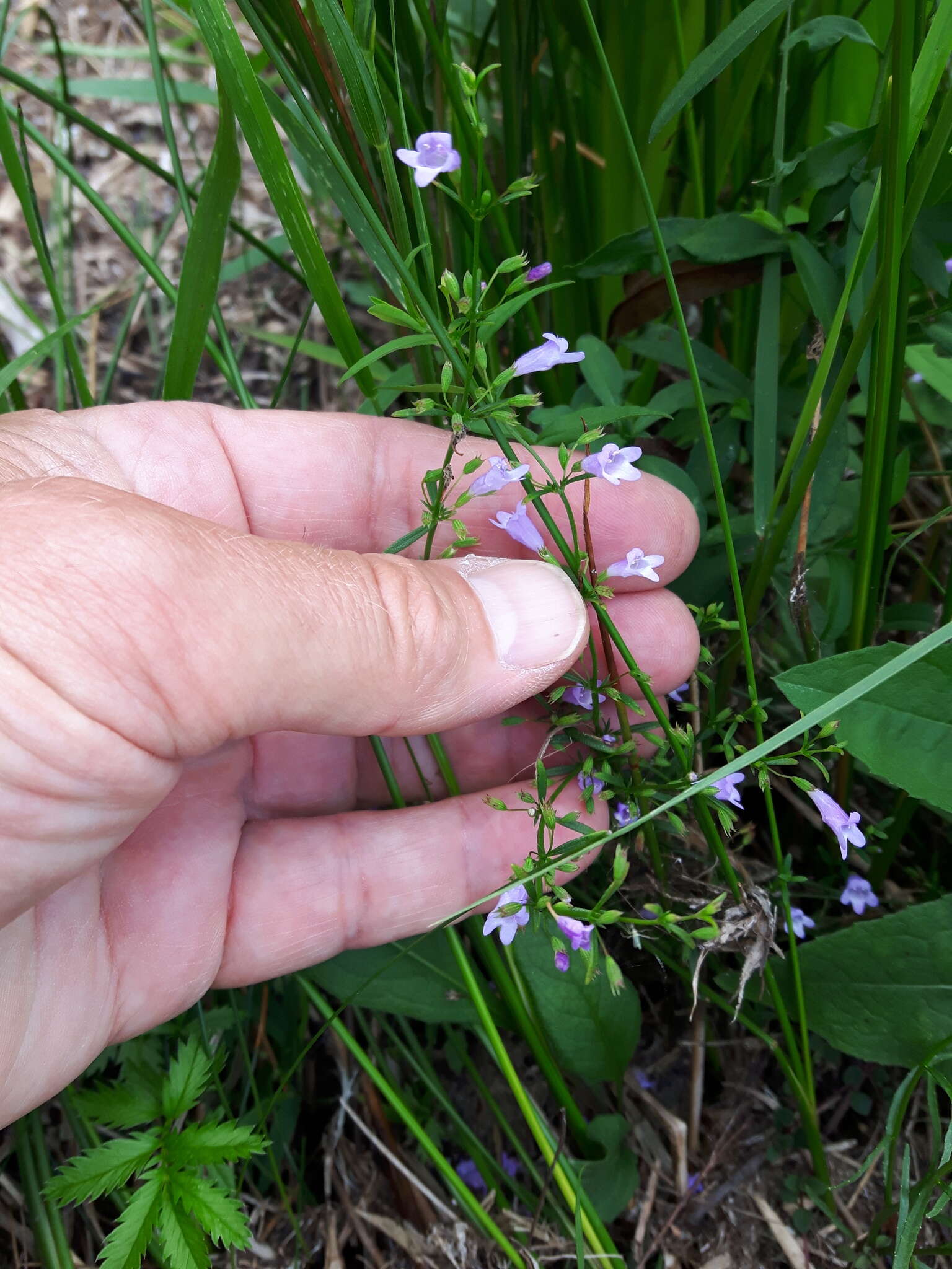 Image of Limestone Wild Basil