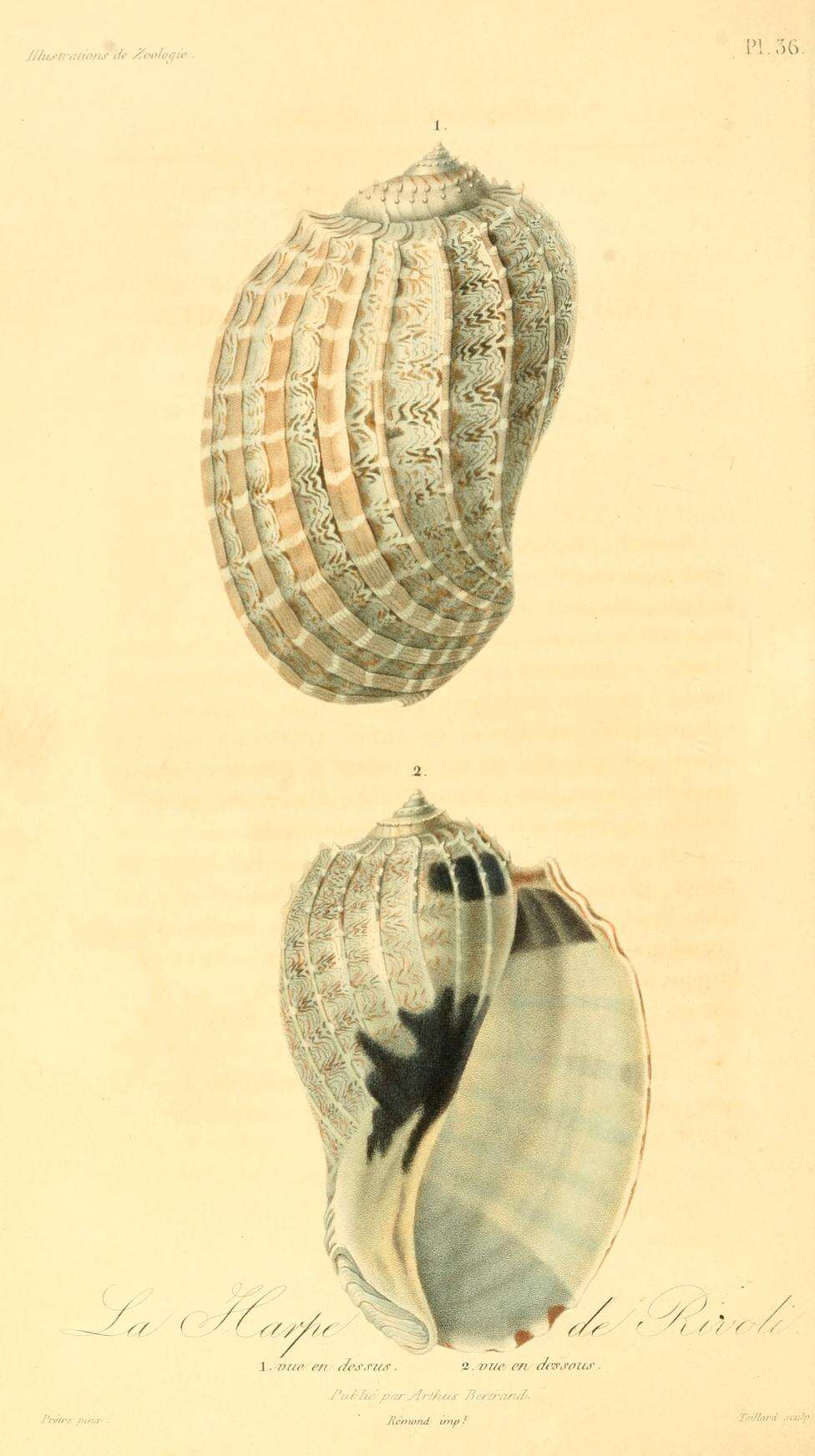 Image of Harpa crenata Swainson 1822