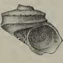 Image of Munditia meridionalis (Melvill & Standen 1912)