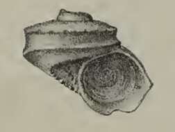 Image of Munditia meridionalis (Melvill & Standen 1912)