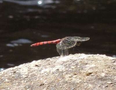 Image de Onychothemis culminicola Förster 1904