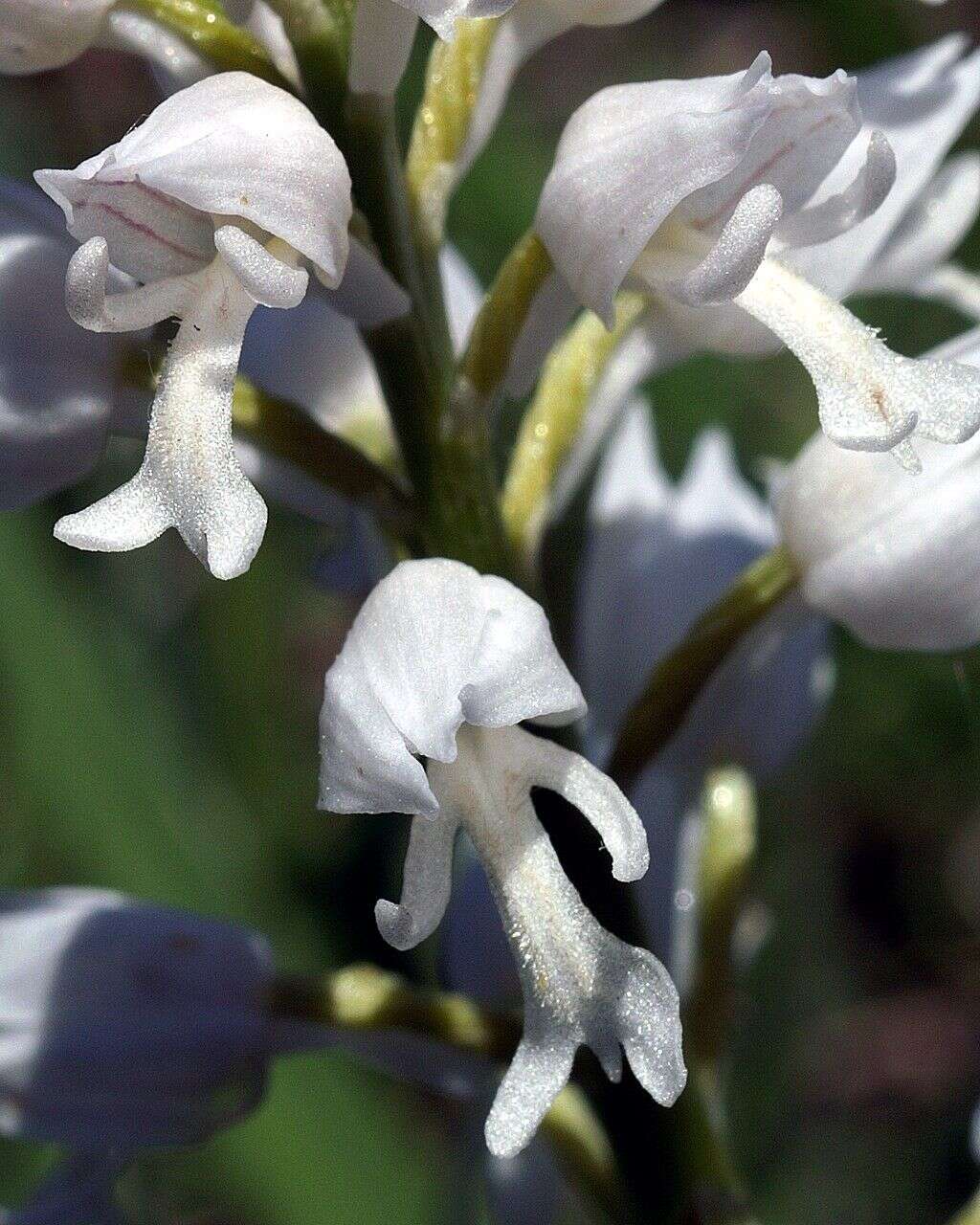 Image of Military orchid