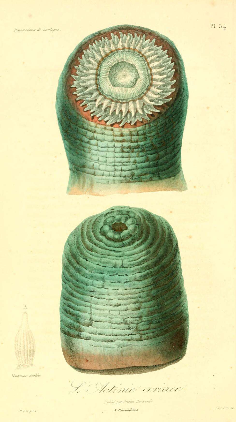 Imagem de Urticina felina (Linnaeus 1761)