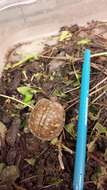 Image of American Box Turtle