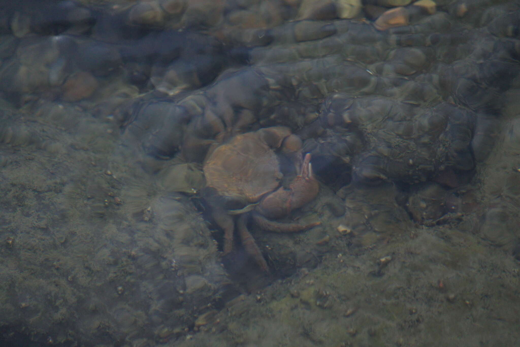 Plancia ëd Longpotamon xiangxiense (Dai 1995)