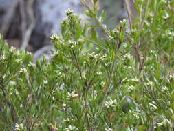 Image of Baccharis heterophylla Kunth