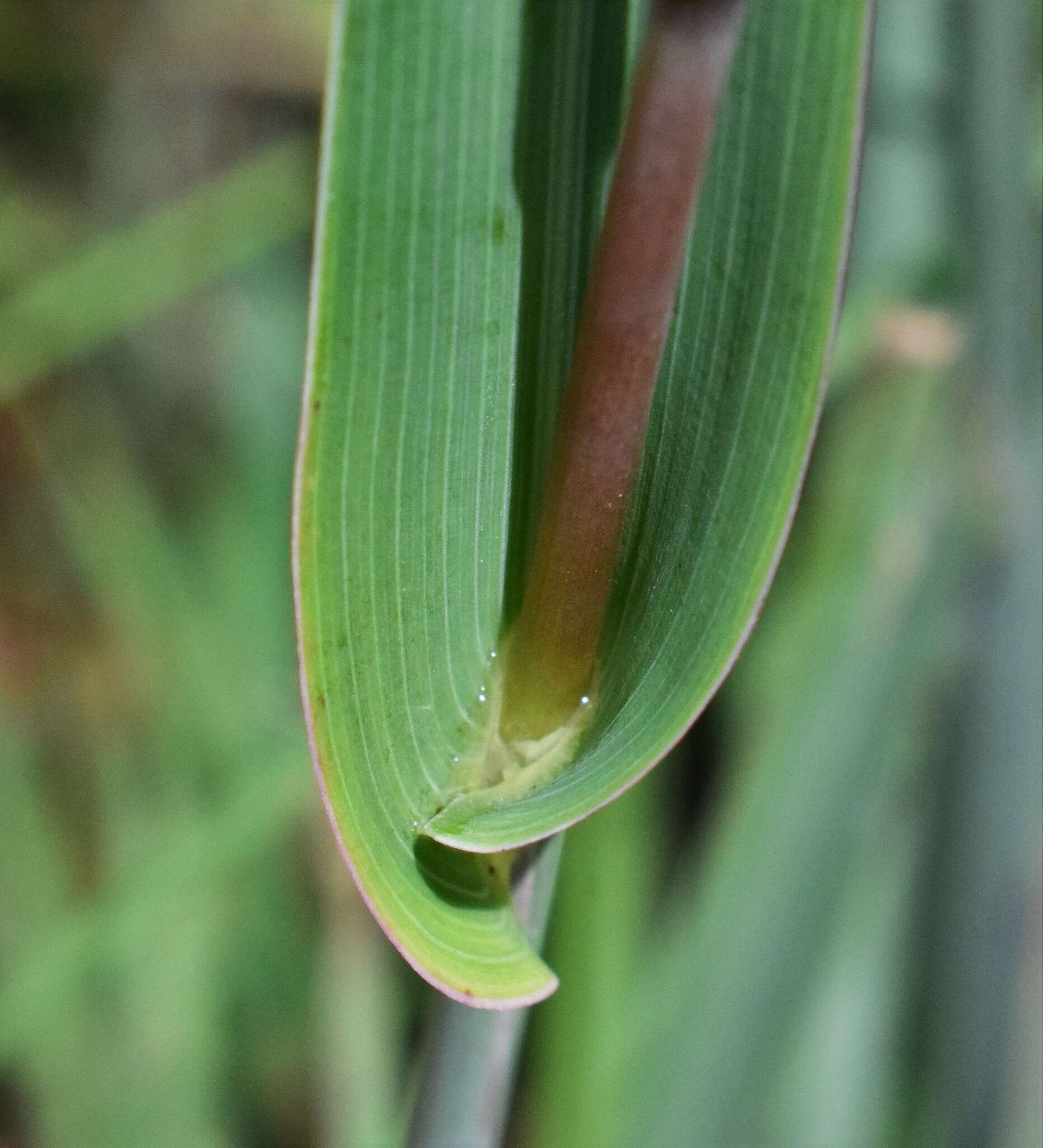 Diheteropogon amplectens (Nees) Clayton resmi