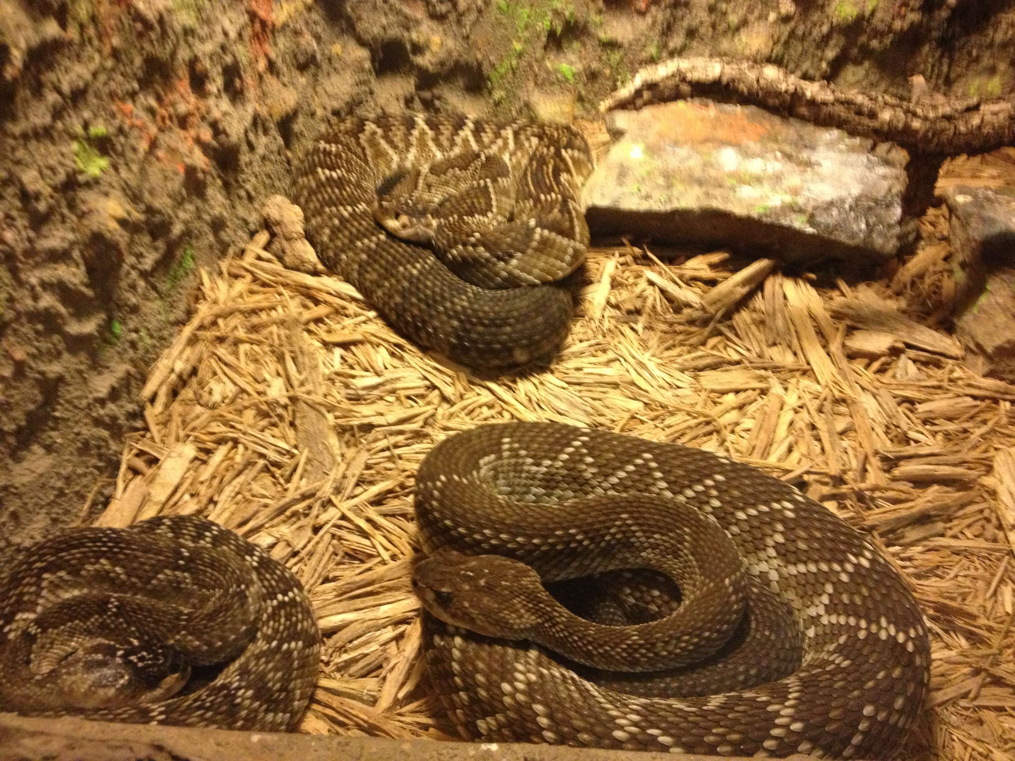 Image of Blacktail Rattlesnake