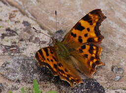 Image of Comma