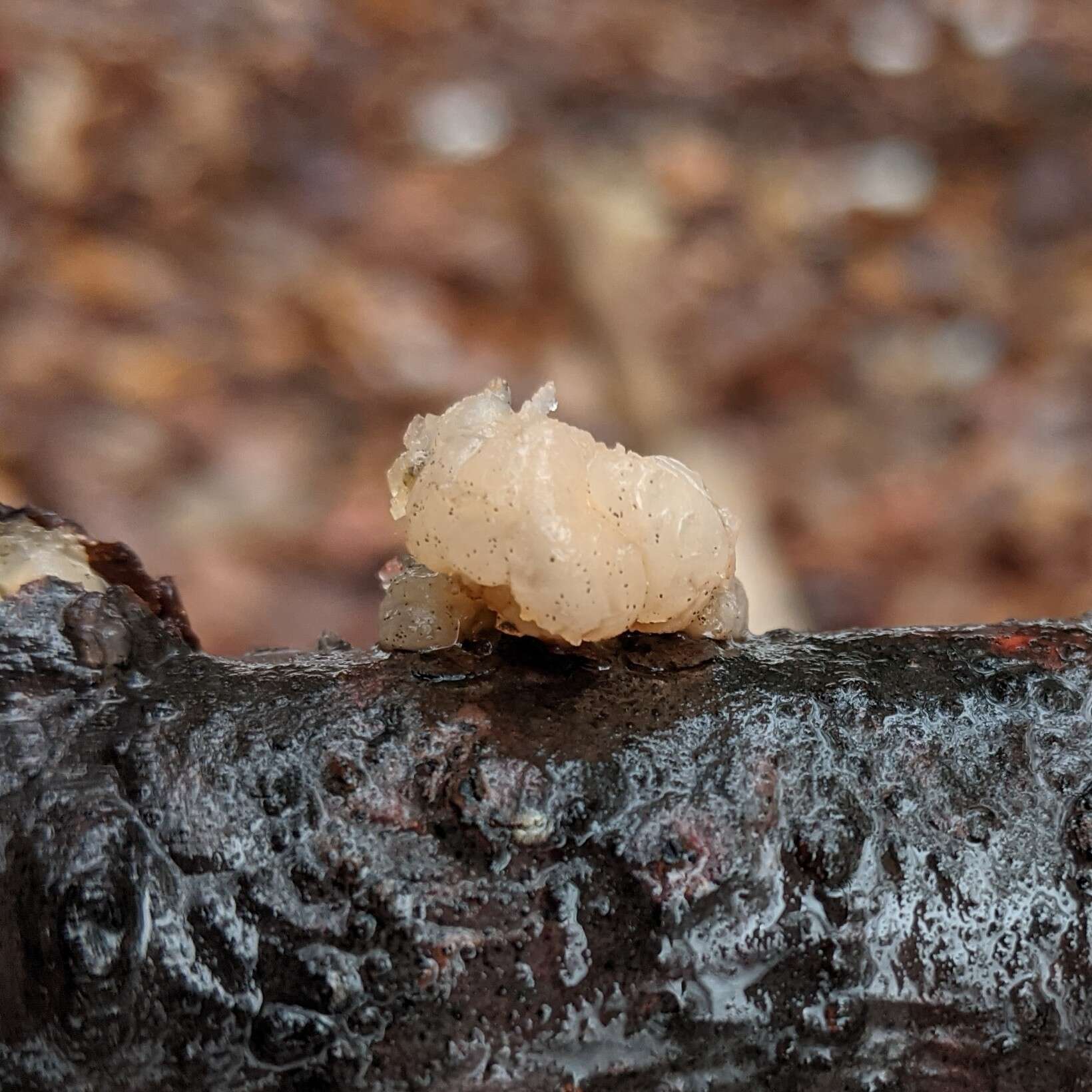 Image of Tremella encephala Pers. 1801