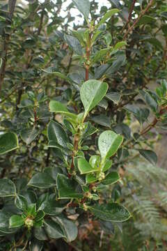 Image of Coprosma hirtella Labill.