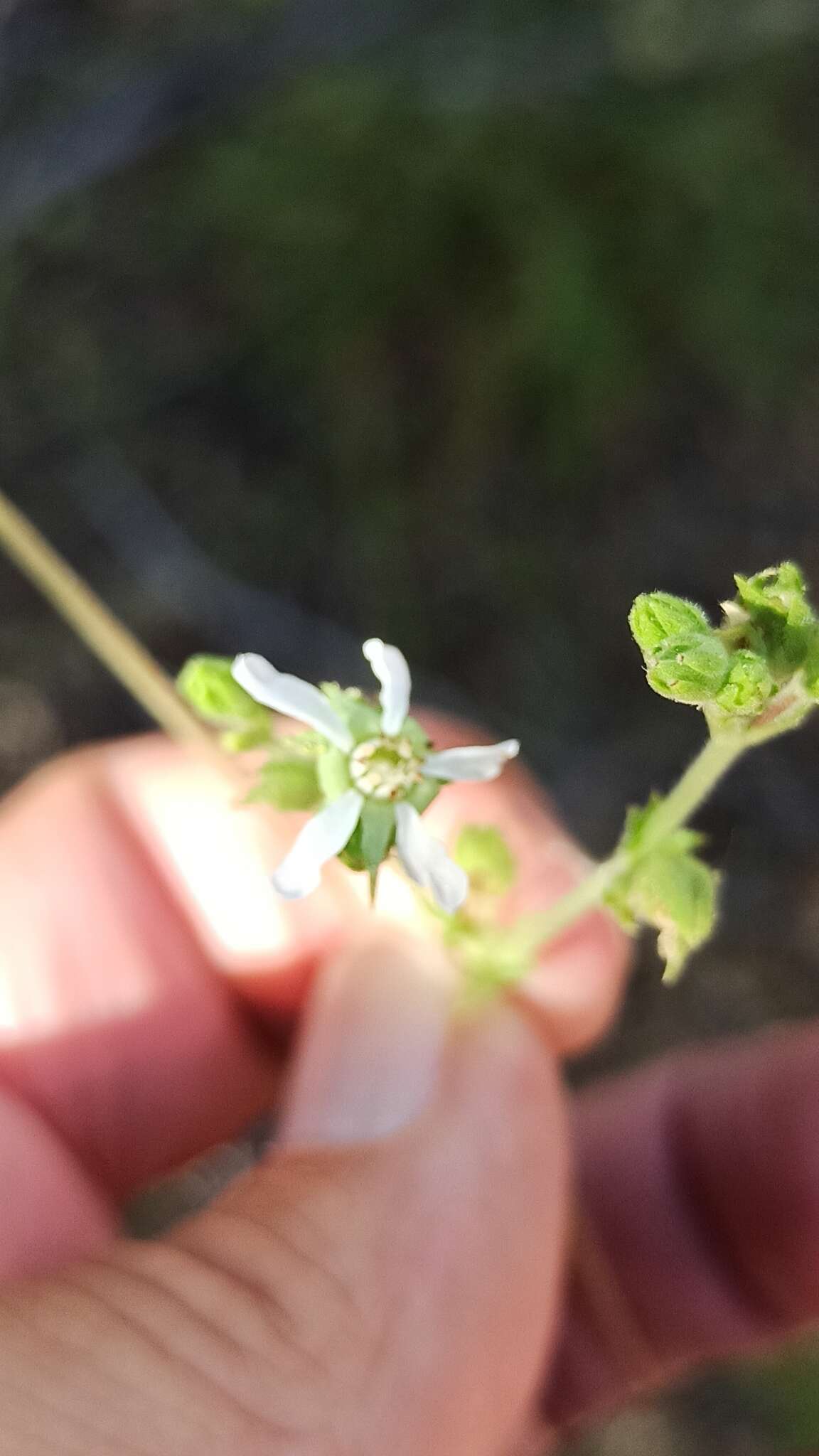 Image of Horkelia clevelandii var. brevibracteata