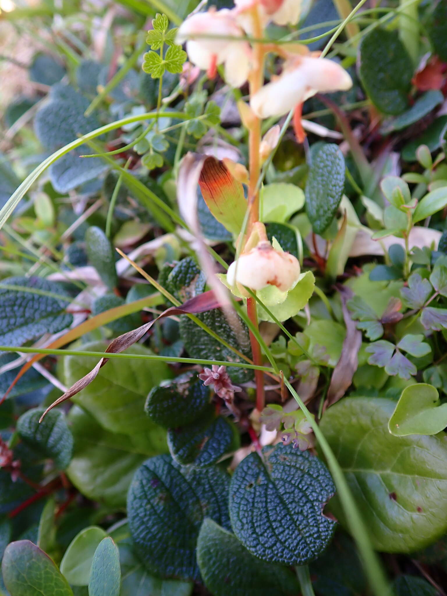 Image de Pyrola rotundifolia subsp. norvegica (Knaben) L. Hämet-Ahti