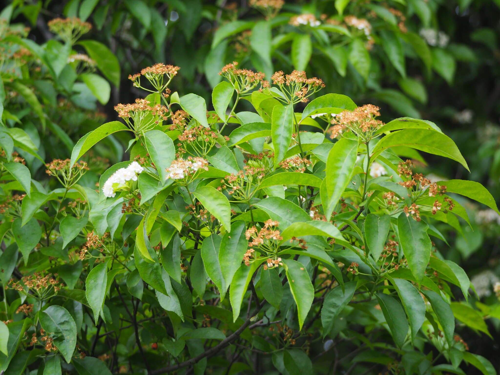 Image of Photinia arguta Wall. ex Lindl.