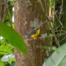 Image of Grey-and-gold Warbler