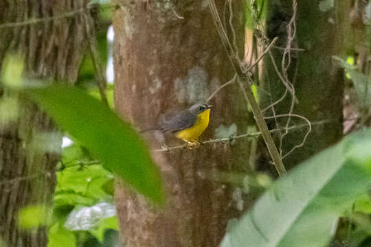 Image of Grey-and-gold Warbler