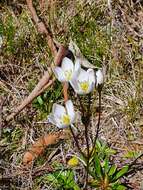 Image of Gentianella bawbawensis (L. G. Adams) Glenny