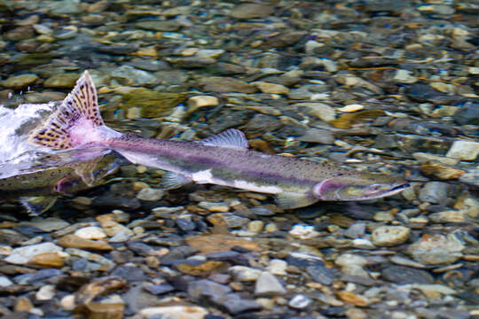 Image of Pink Salmon