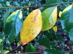 Image of Cotoneaster gamblei Klotz