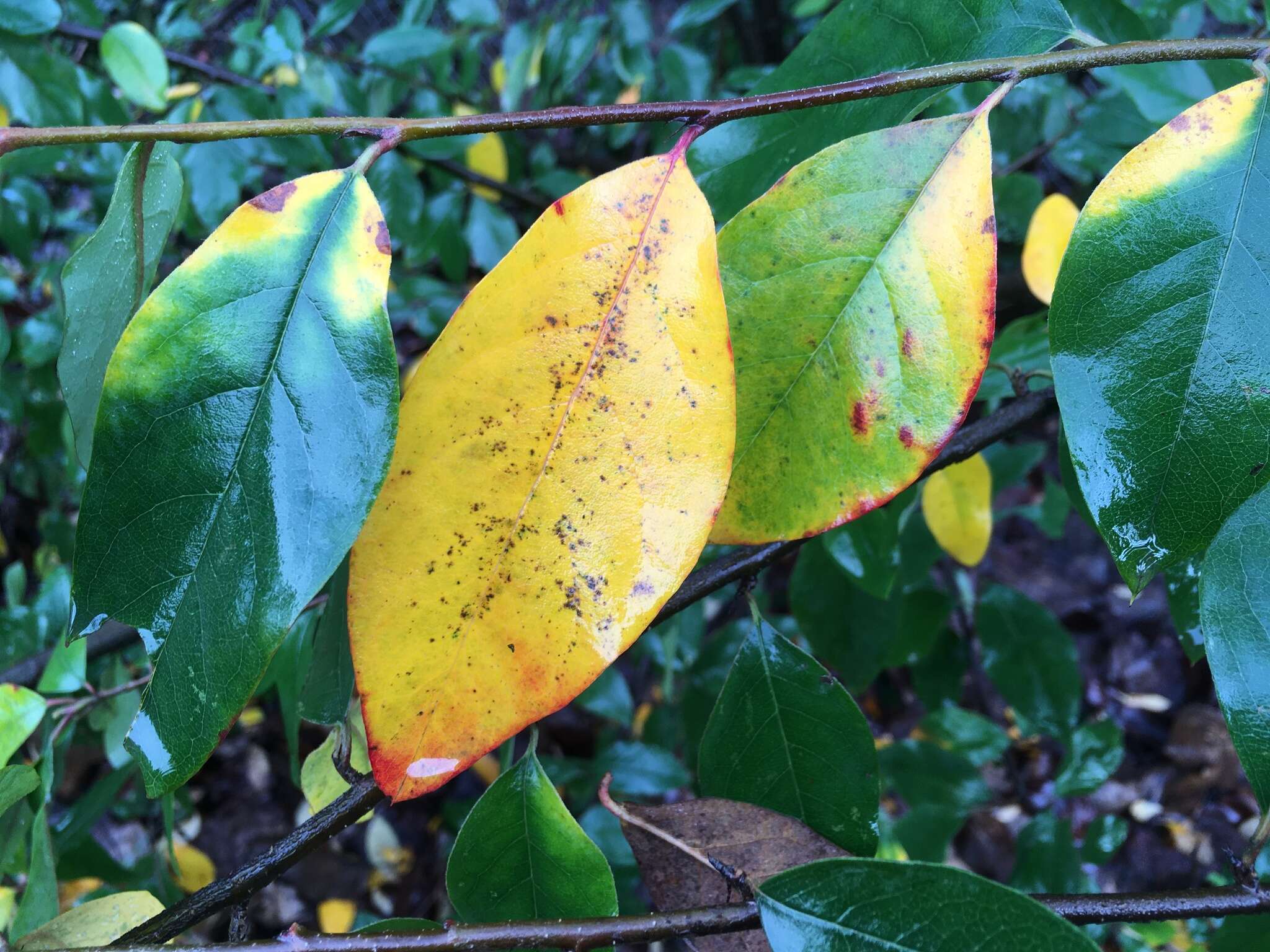 Image of Cotoneaster gamblei Klotz