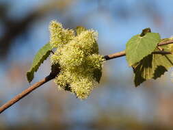 Image of West Indian grape