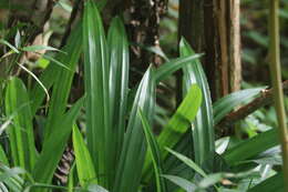 Image of Pandan