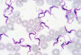 Слика од Trypanosoma evansi