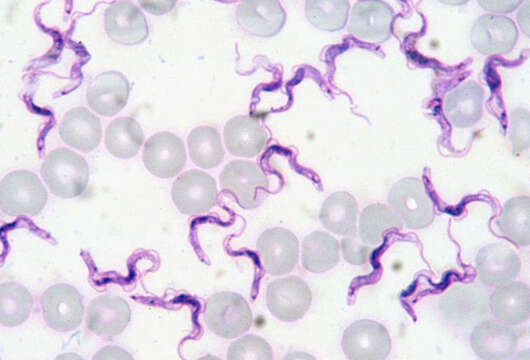 Imagem de Trypanosoma evansi