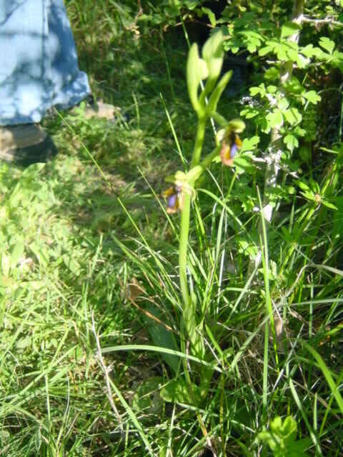 Image of Ophrys speculum subsp. lusitanica O. Danesch & E. Danesch