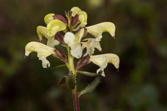 Image of Lapland lousewort