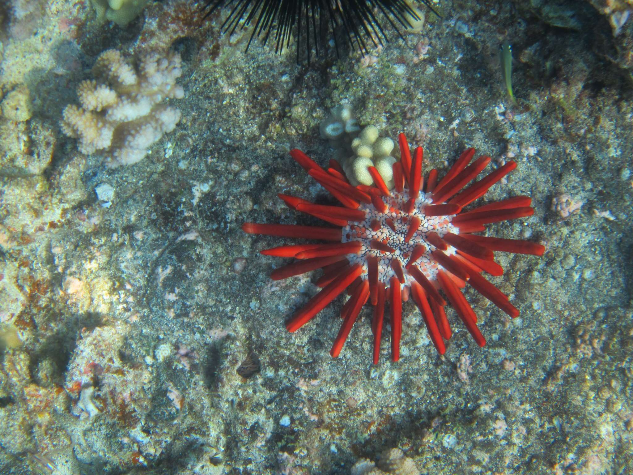 Image of Heterocentrotus Brandt 1835