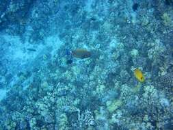 Image of Lemon Butterflyfish