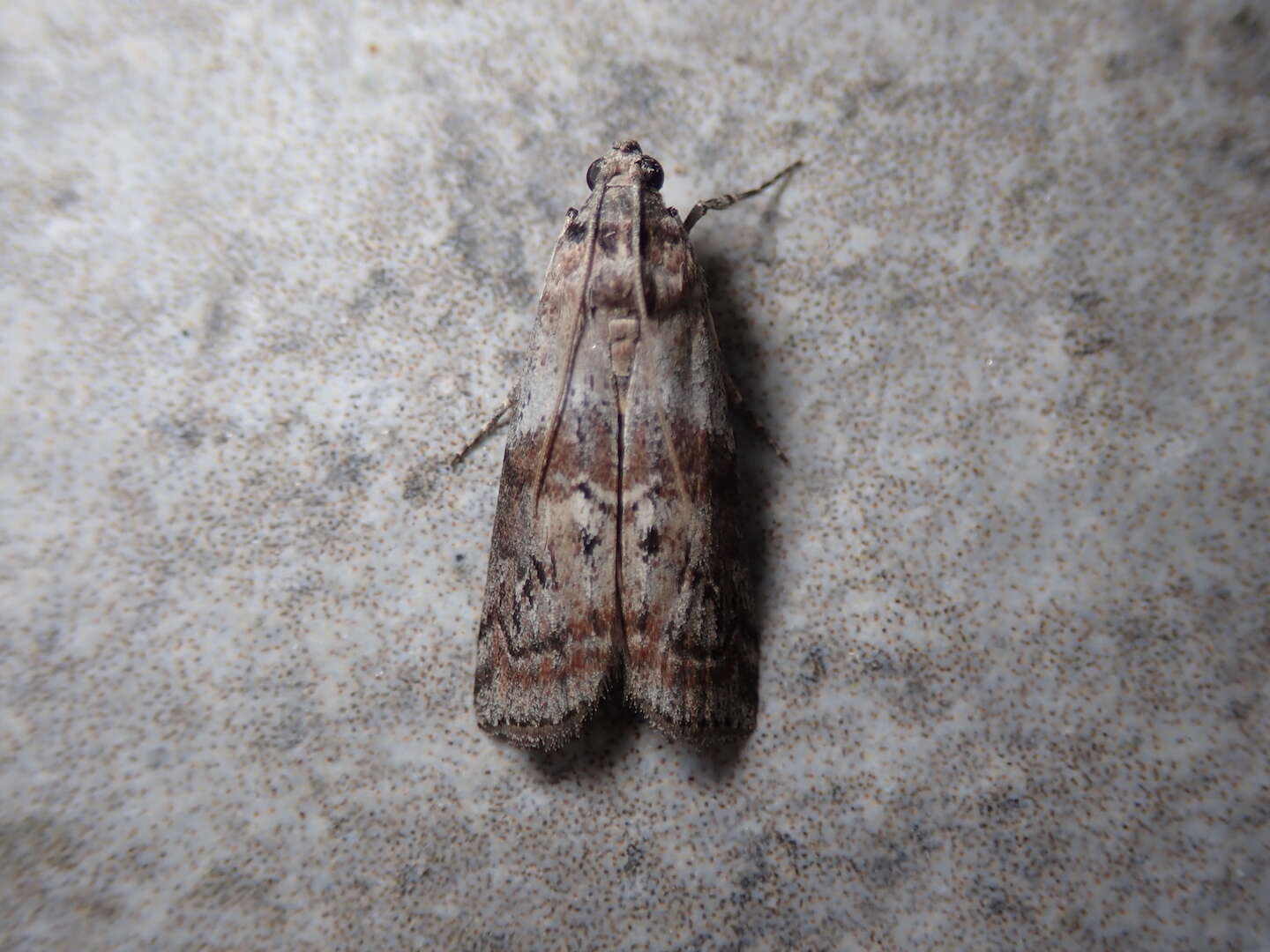 Image of Dotted Oak Knot-horn