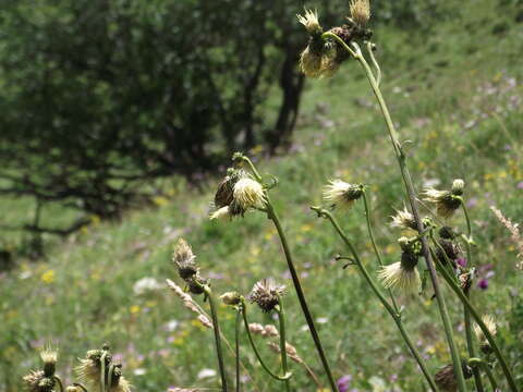 Image of Cirsium erisithales (Jacq.) Scop.