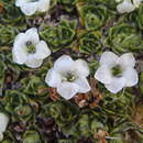 Imagem de Veronica ciliolata subsp. ciliolata