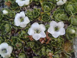 Image of Veronica ciliolata subsp. ciliolata