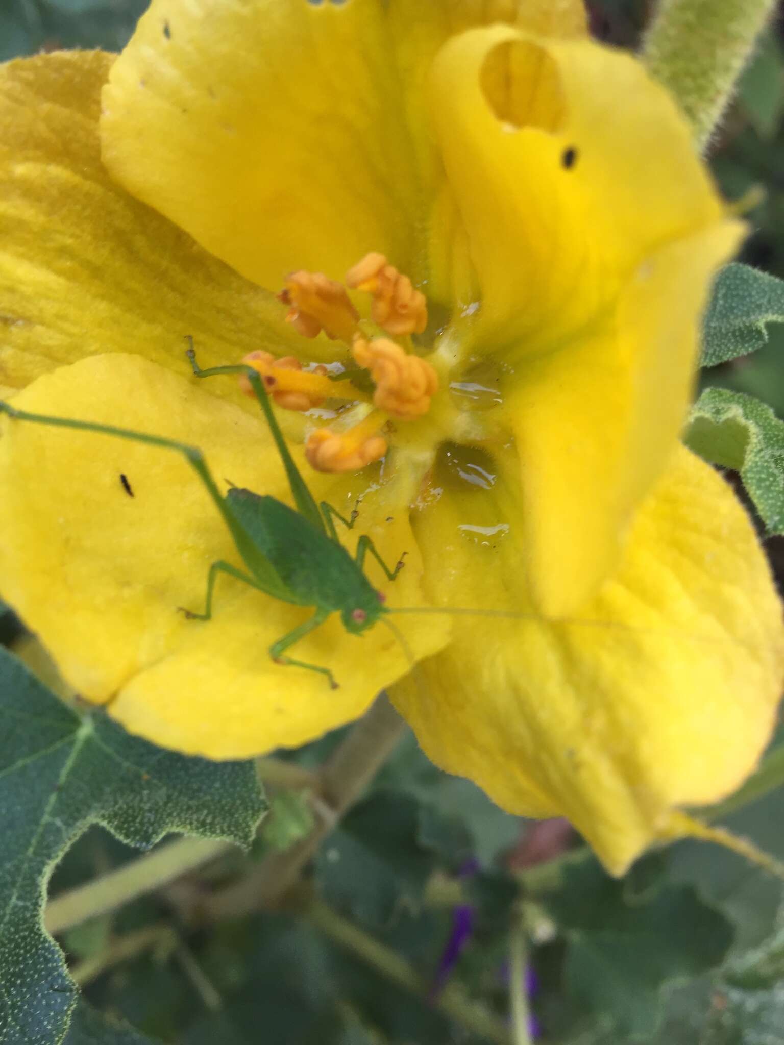 Image of Mediterranean Katydid