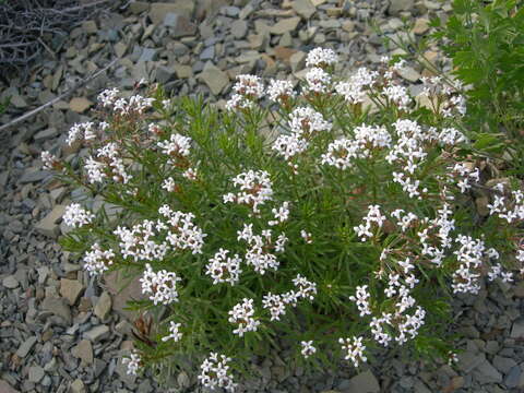 Image of Asperula cretacea Willd. ex Roem. & Schult.