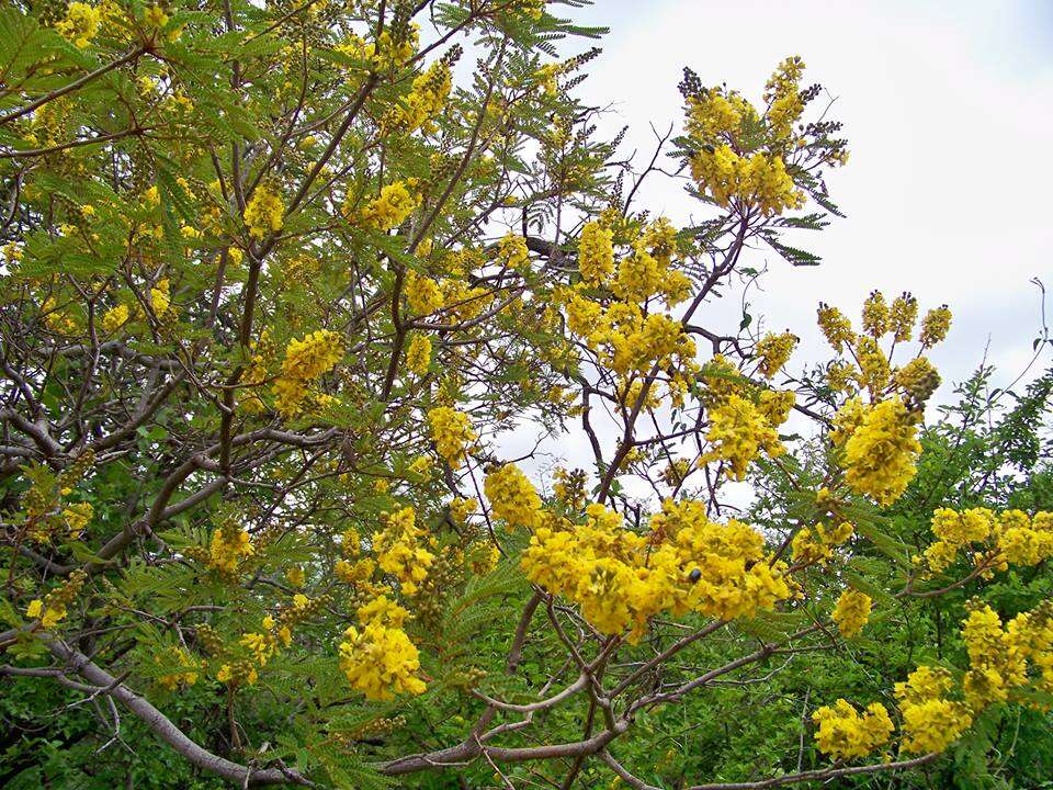 Image of African weeping-wattle