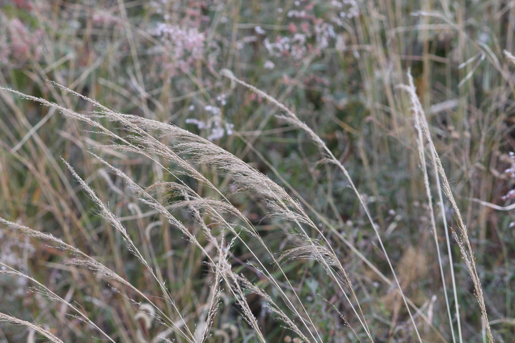 Image of mountain muhly