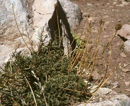 Plancia ëd Acaena sericea Jacq. fil.