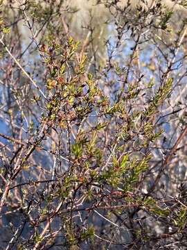 Image of Coastal-Plain St. John's-Wort