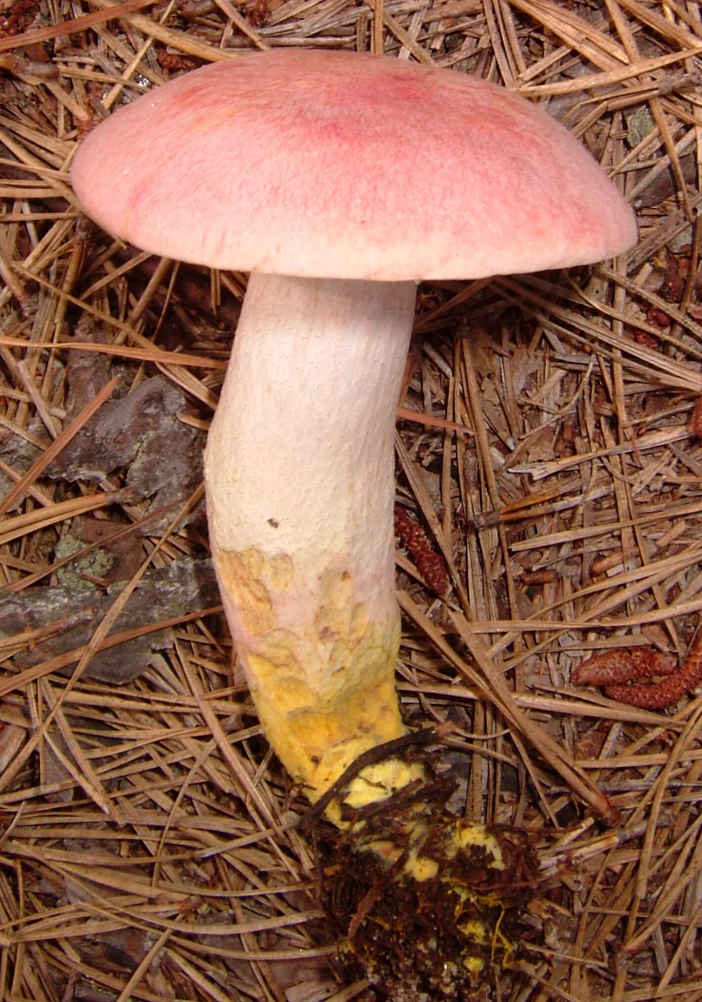 Image of Harrya chromipes (Frost) Halling, Nuhn, Osmundson & Manfr. Binder 2012