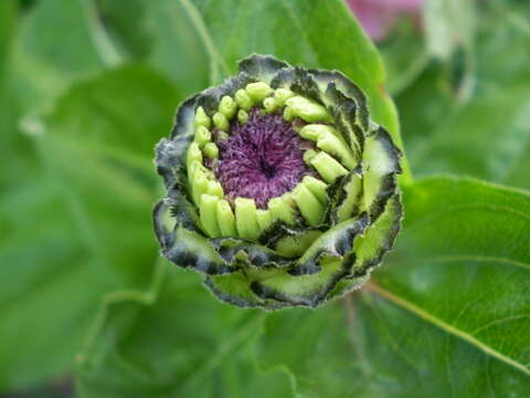 Image de Zinnia elegans Jacq.