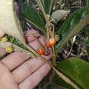 صورة Solanum subumbellatum Vell.