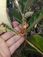 Image of Solanum subumbellatum Vell.