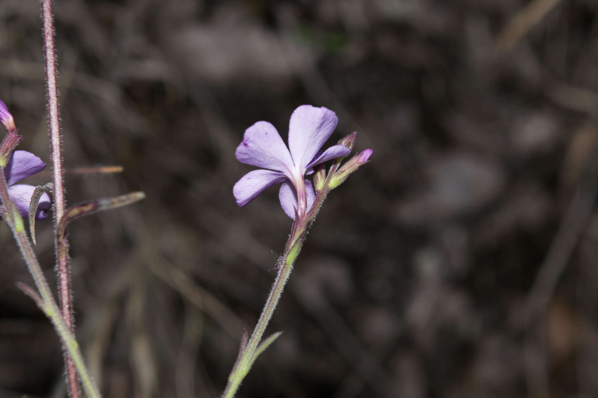 Image of Arizona bluehearts